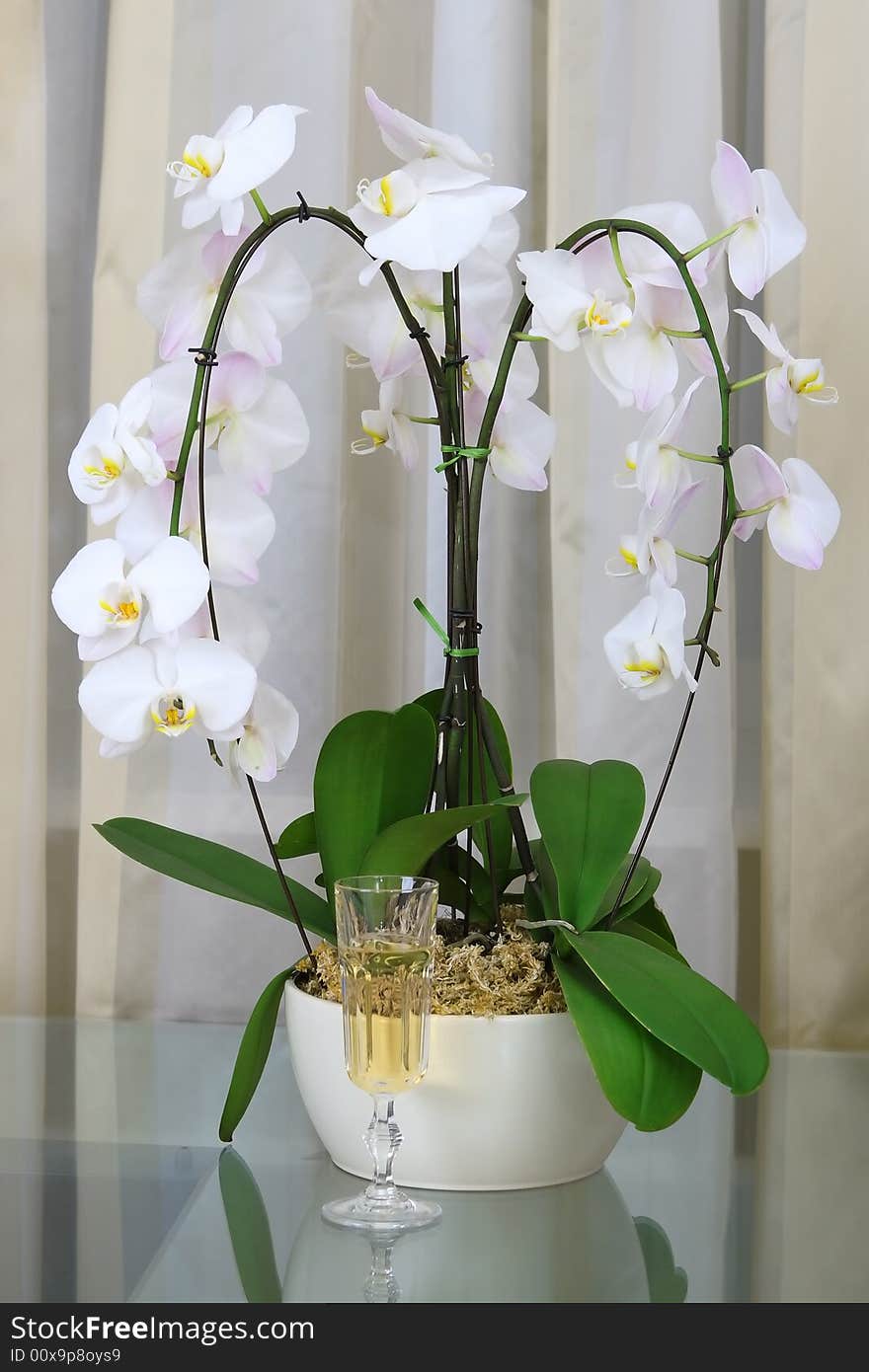 Composition with orchid and champagne