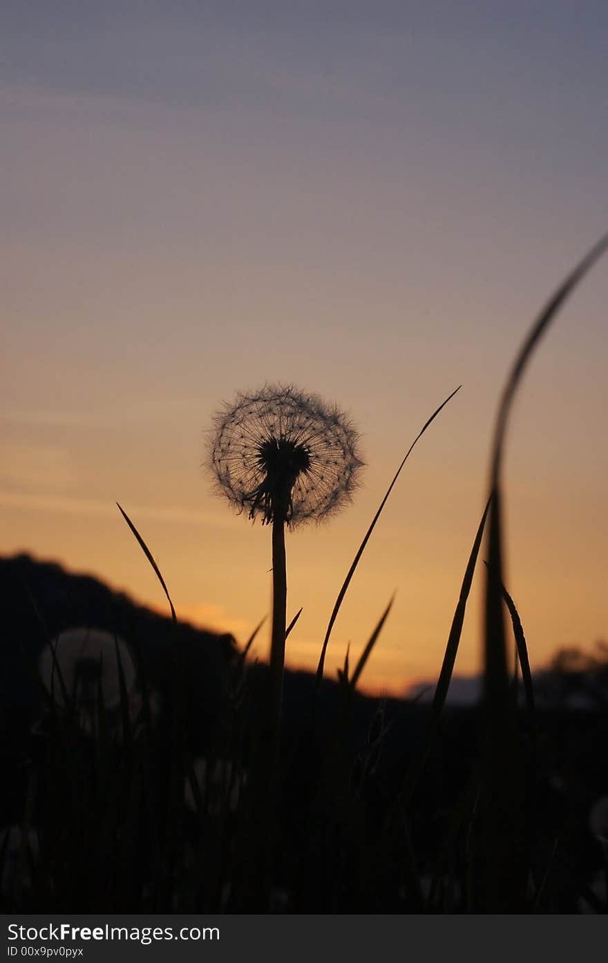 Dandelion at sunset