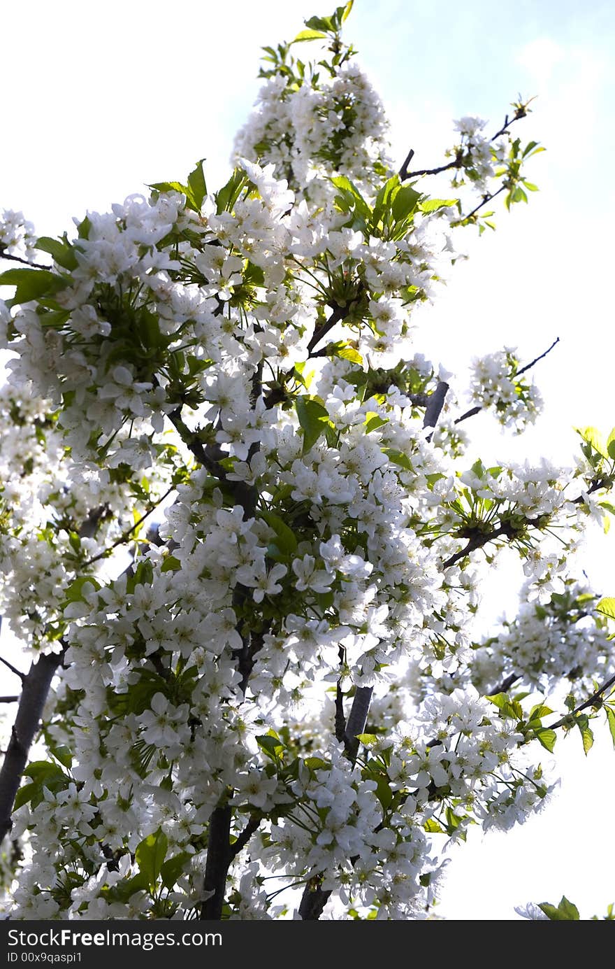 A fresh sprig of white spring cherry blossom. A fresh sprig of white spring cherry blossom