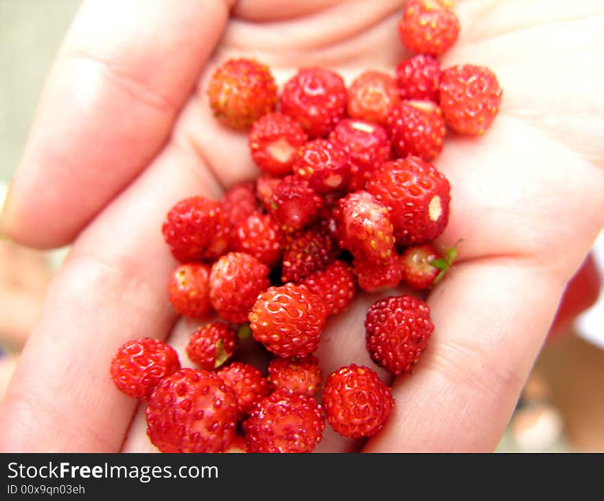 Girl's palm with strawberries