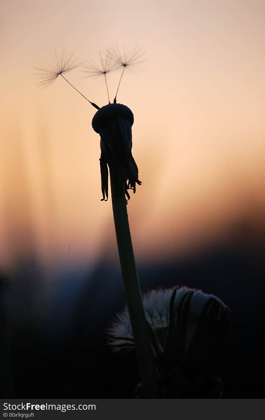 Dandelion at sunset