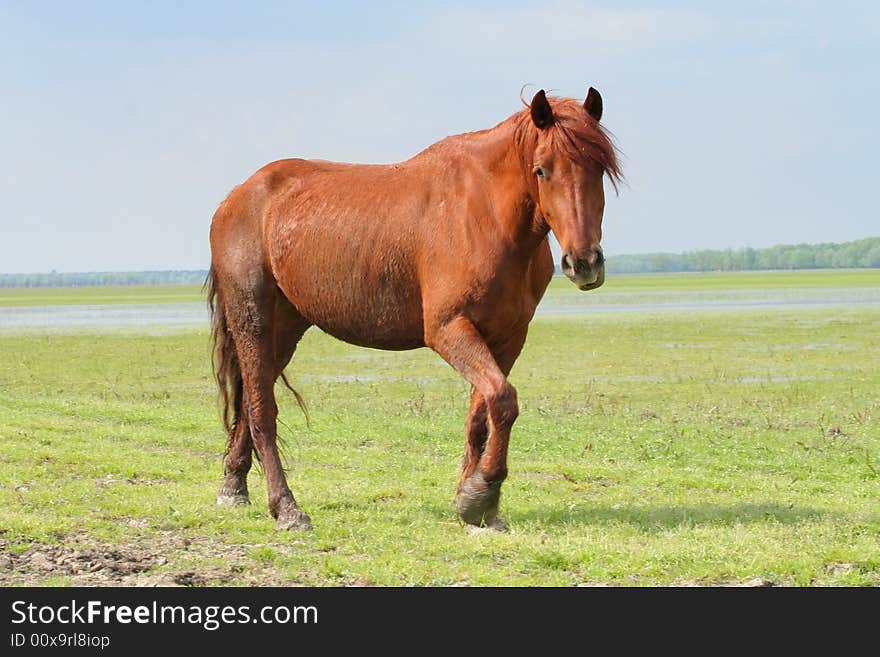 Wild Horse On Meadow