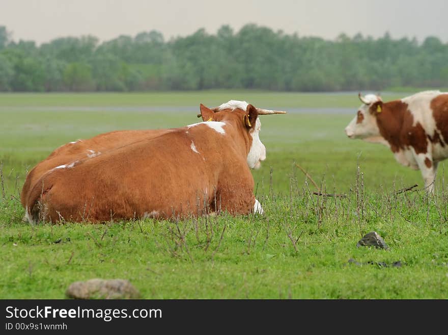 Cow resting