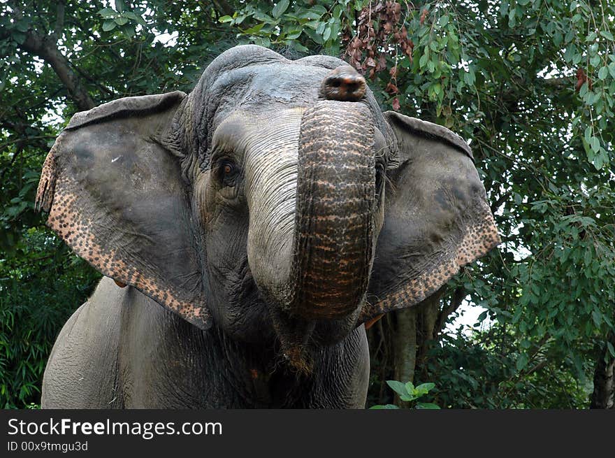 A close-up of an elephant