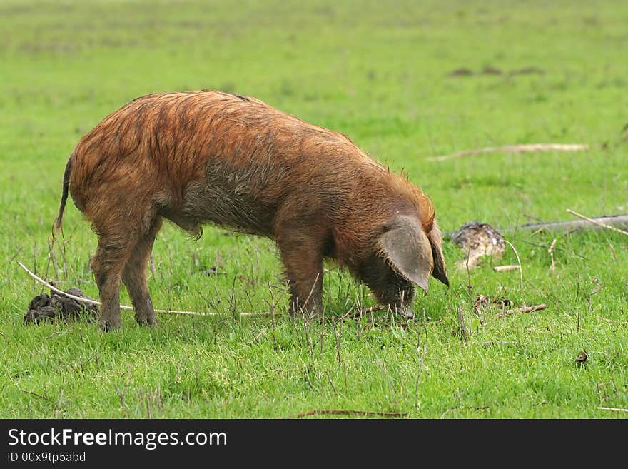 Piglet on green meadow