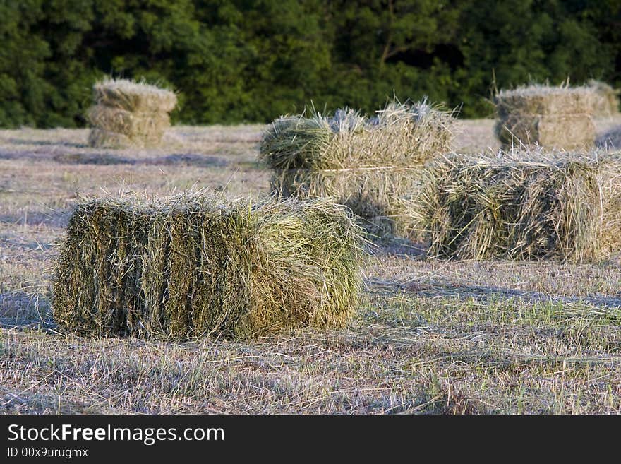 Packed hay