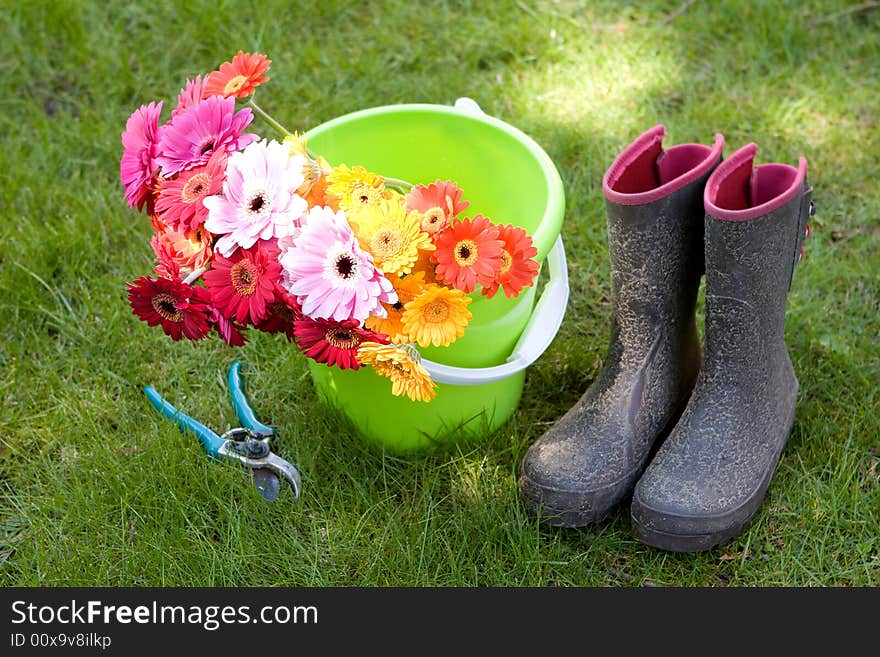 Colorful daisies sit in a bucket, secateurs & boots - yardwork. Colorful daisies sit in a bucket, secateurs & boots - yardwork