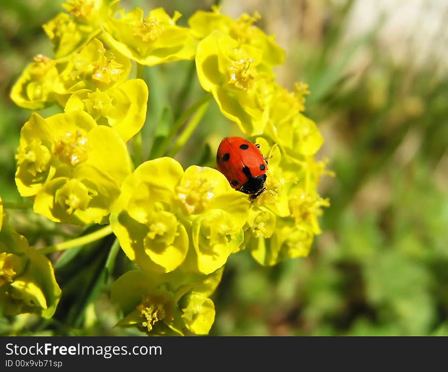 Crawling ladybird