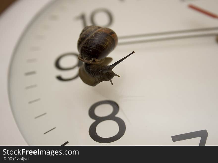 The snail slowly creeps on glass of mechanical hours. The snail slowly creeps on glass of mechanical hours