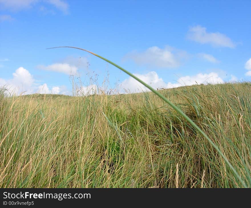 Grass And Sky landscape