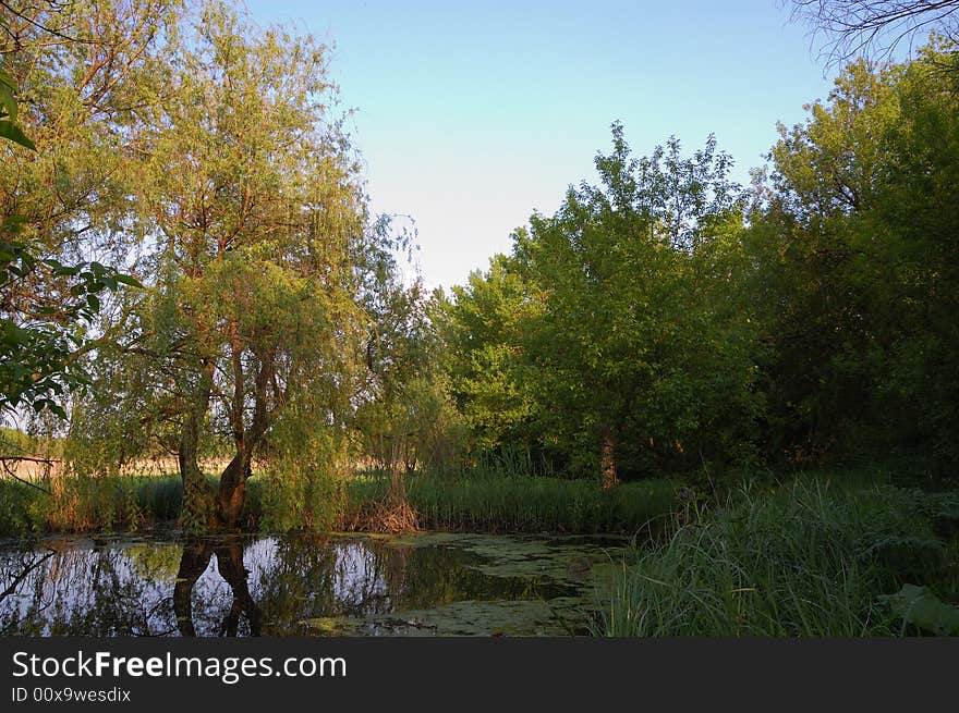 Willow twins by the lakeside in the sunset. Willow twins by the lakeside in the sunset