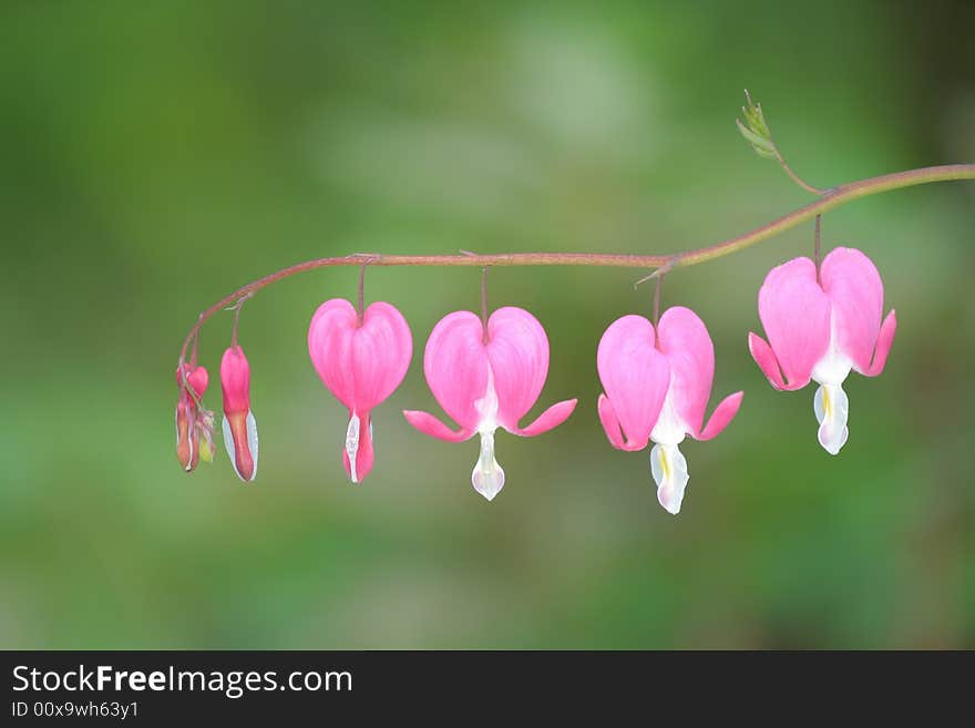 Dicentra spectabillis flower on green background