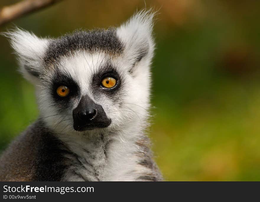 Portrait of a cute ring-tailed lemur