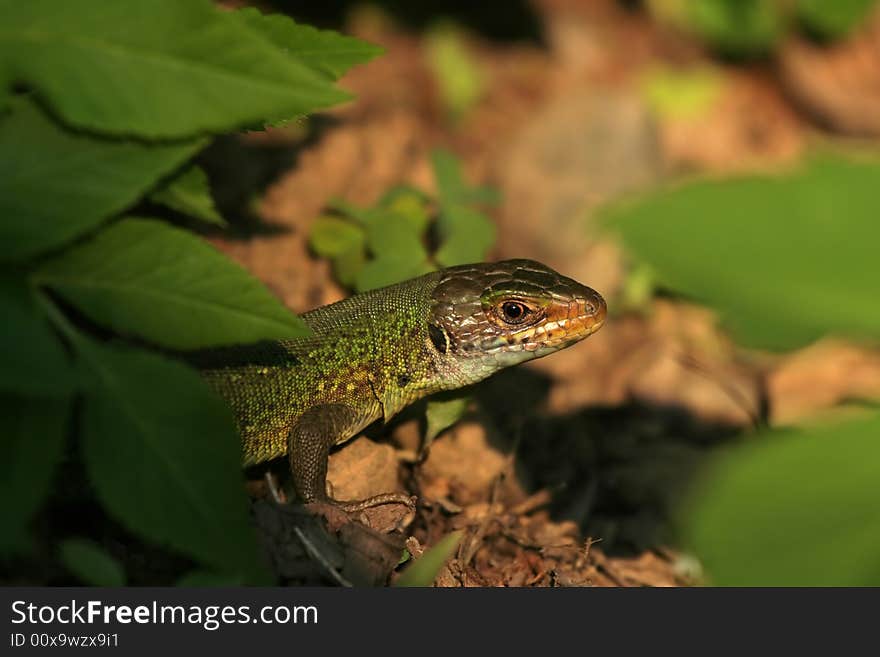 Lizard Emerging From Ground