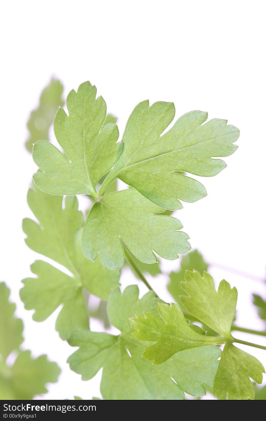 Green parsley leafs on white