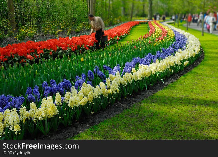 Beautiful garden of colorful flowers in spring (keukenhof, The Netherlands)