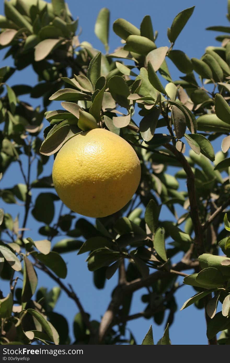 Fresh orange ripe for picking