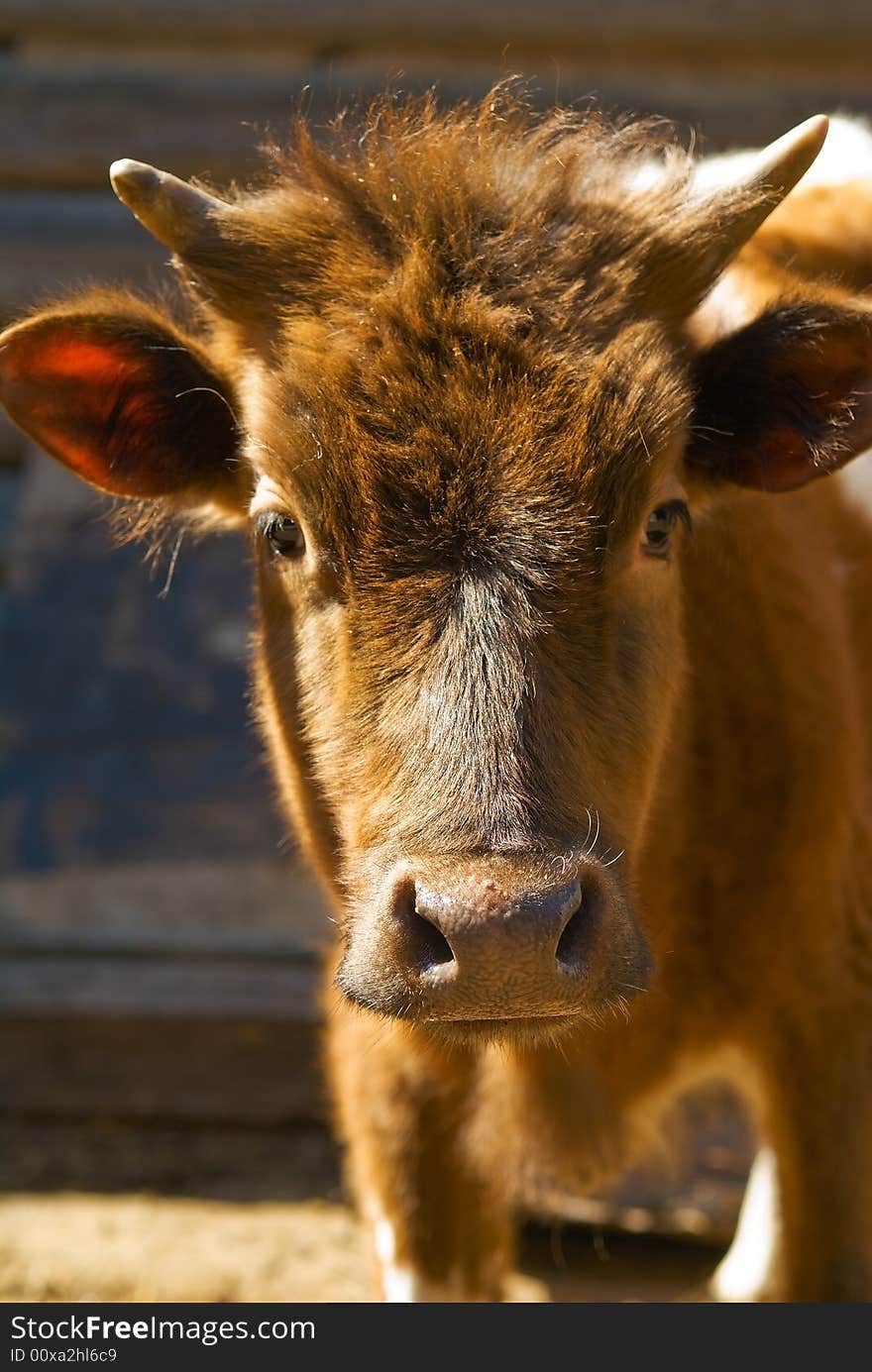 Small redhead calf