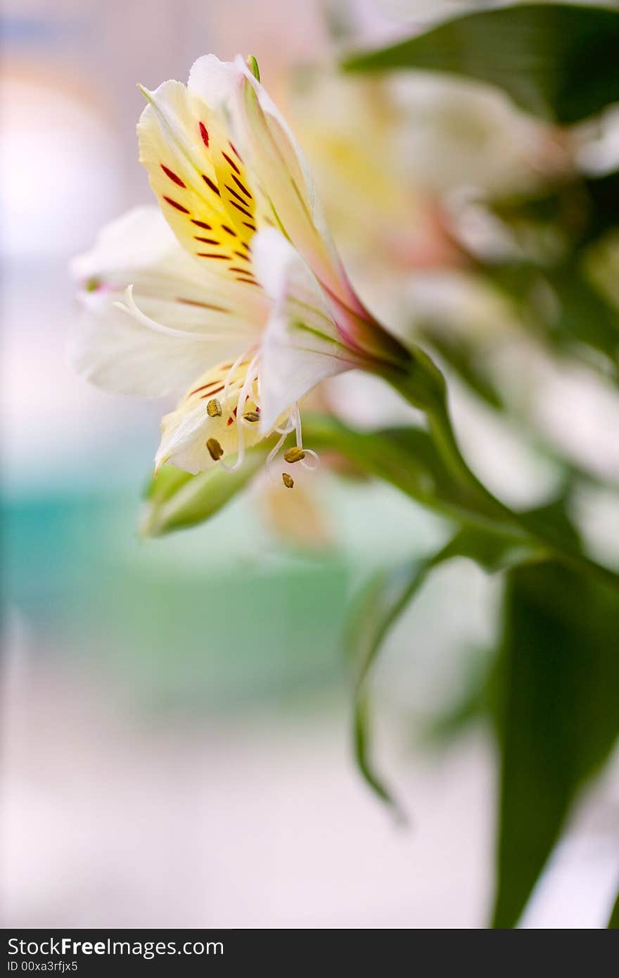 Beautiful flower background macro shot