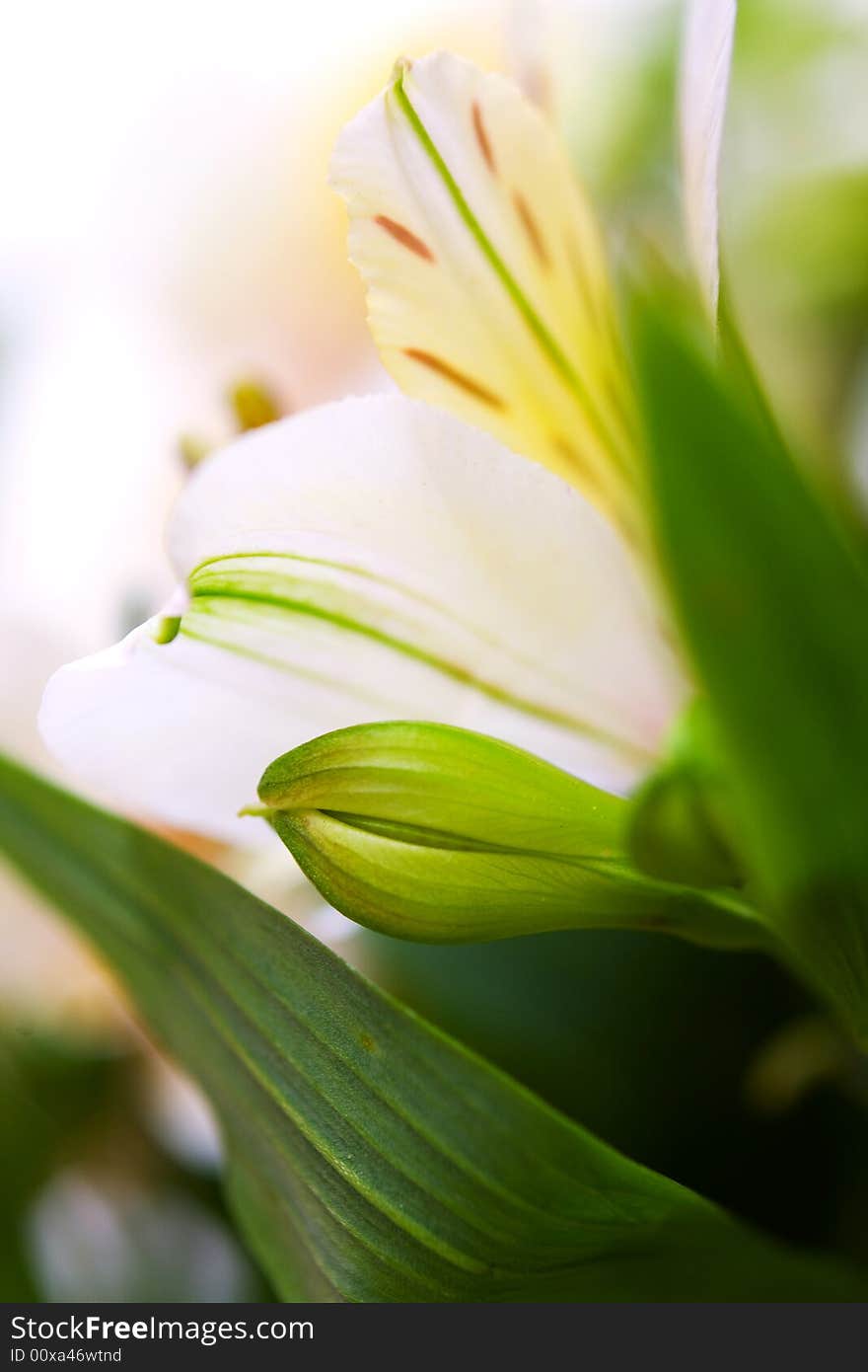 Beautiful flower background macro shot