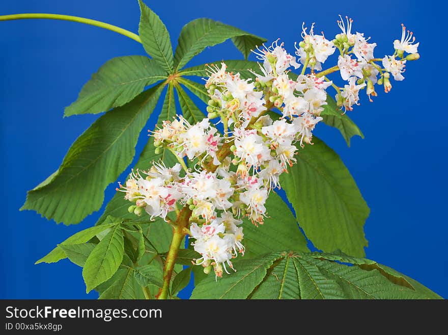 Aesculus hippocastanum (blossom of horse-chestnut tree) on blue. Aesculus hippocastanum (blossom of horse-chestnut tree) on blue