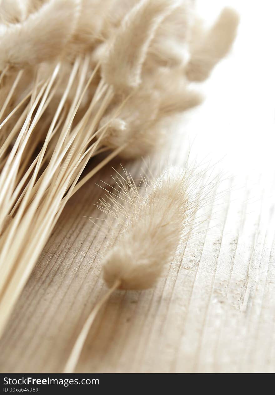 Dry plants on the old table