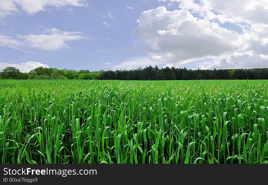 The green field and white cloud. The green field and white cloud