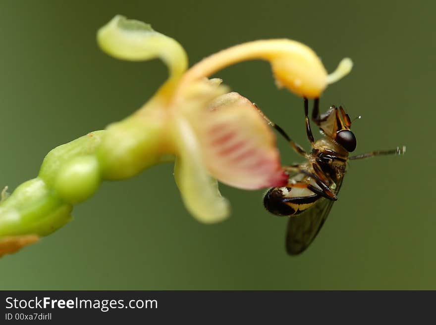 Bee sucking honey on a flower. Bee sucking honey on a flower