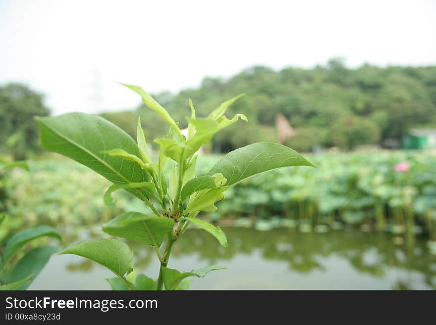 Leaves