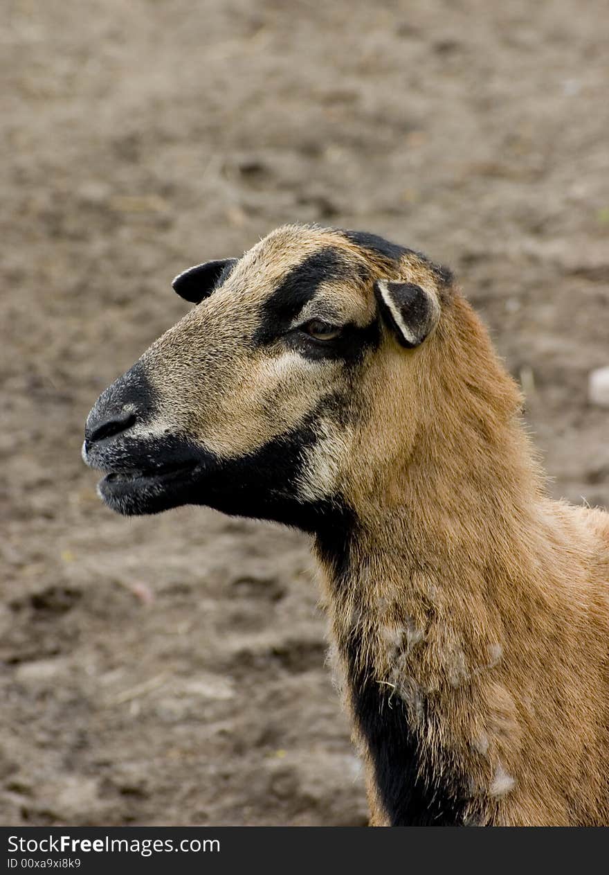 Sheep portrait