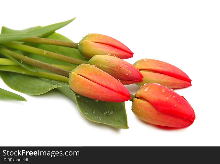 Red spring tulips on white background. Red spring tulips on white background