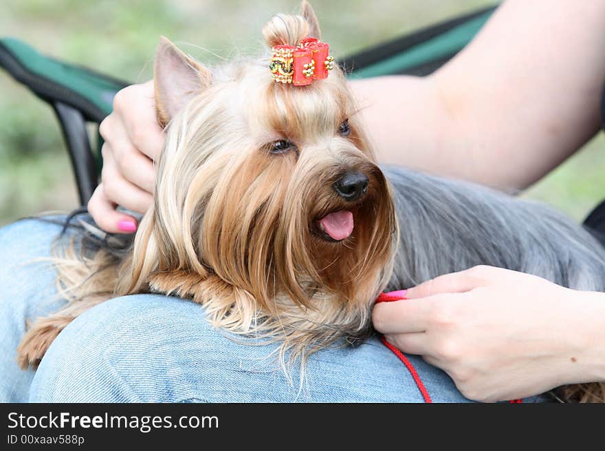 Yorkshire terrier with a bow in a lap at the mistress