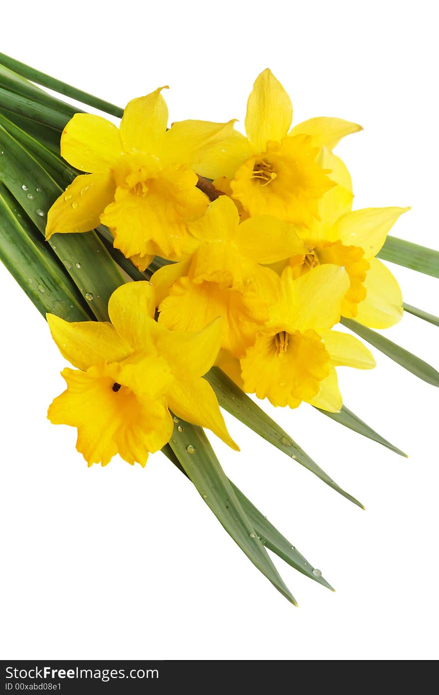 Yellow spring narcissus on white background. Yellow spring narcissus on white background