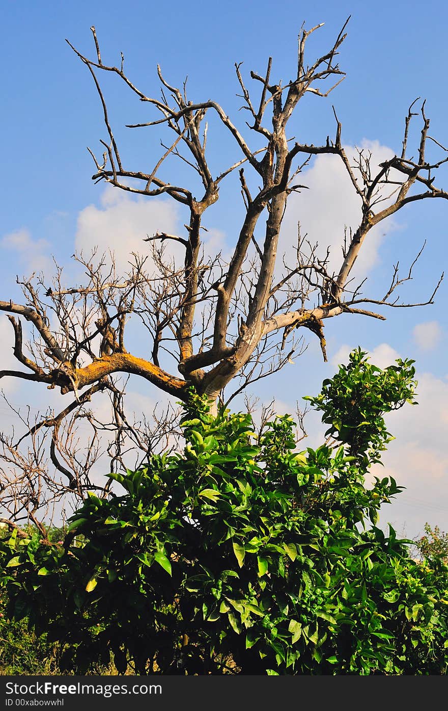 Dry up tree orange on background blue sky