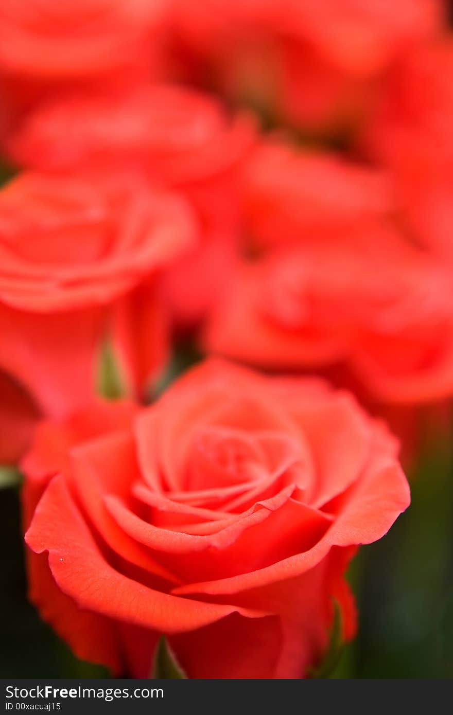 Beautiful roses background