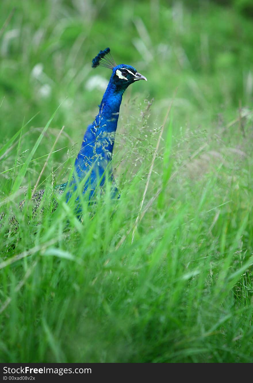 A beautiful peacock in grass