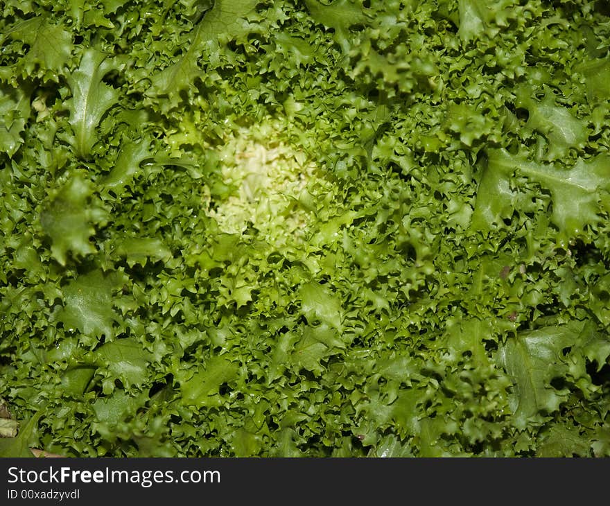 Lettuce closeup