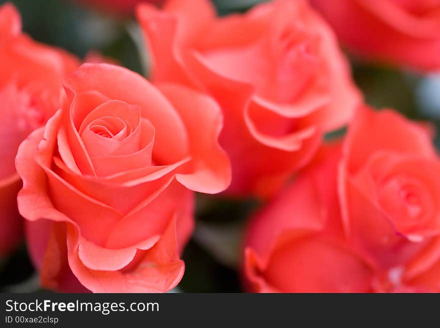 Beautiful roses background