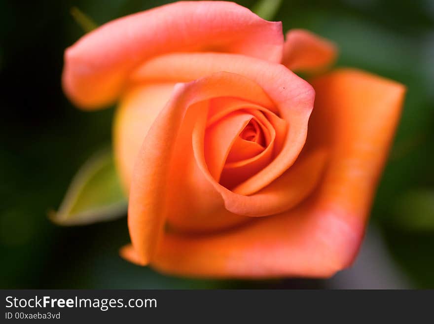 Beautiful Roses Background