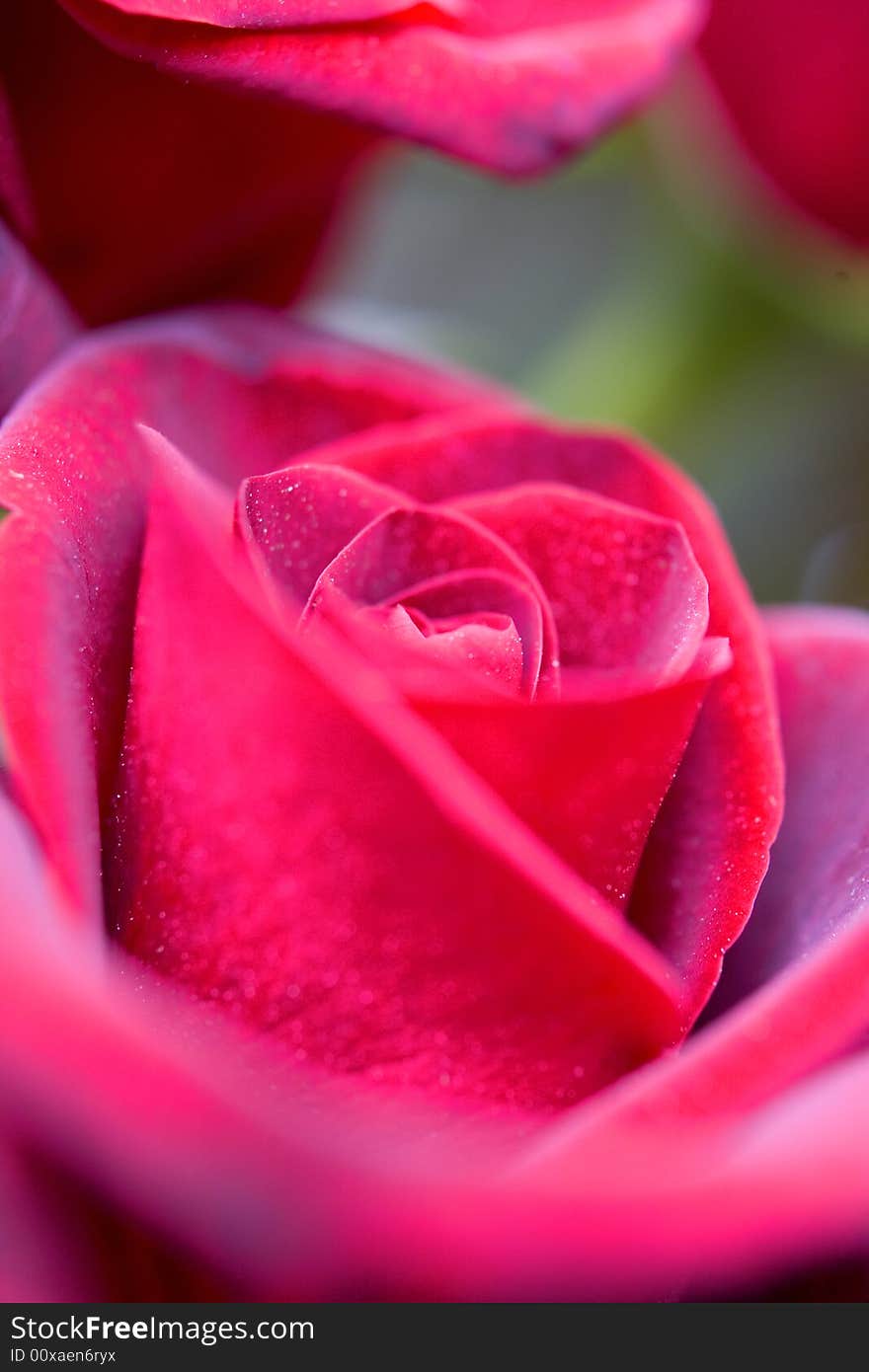 Beautiful roses background