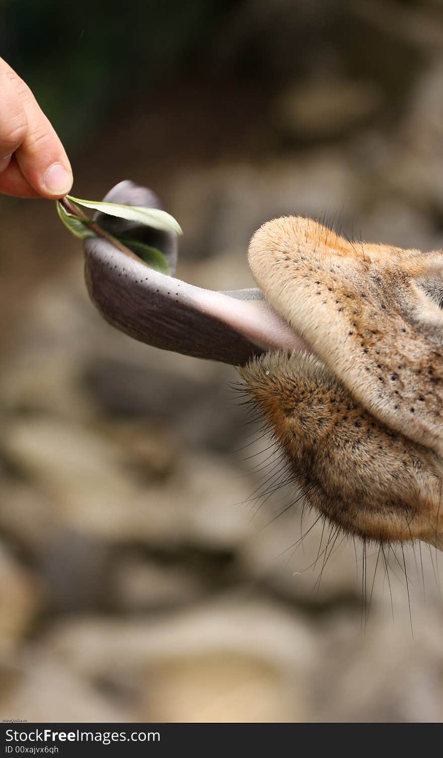 Grabbing a leaf with the tongue