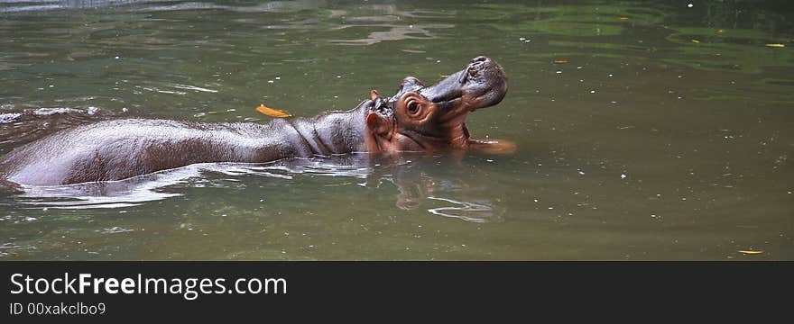 Relaxing Hippo