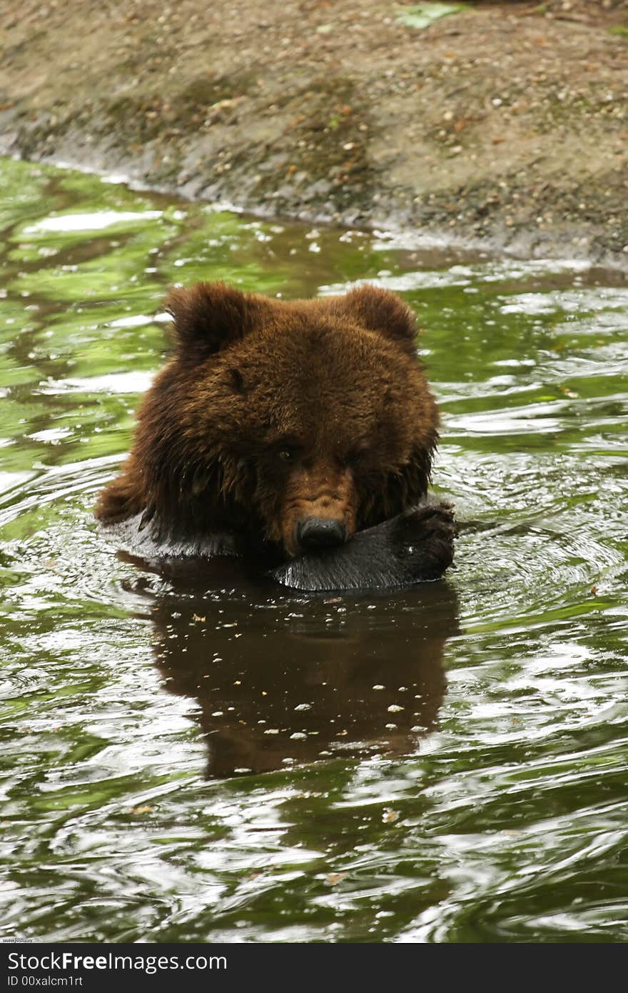 Bear is washing in the water