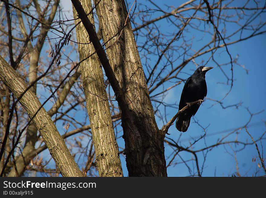 Black crow on the tree