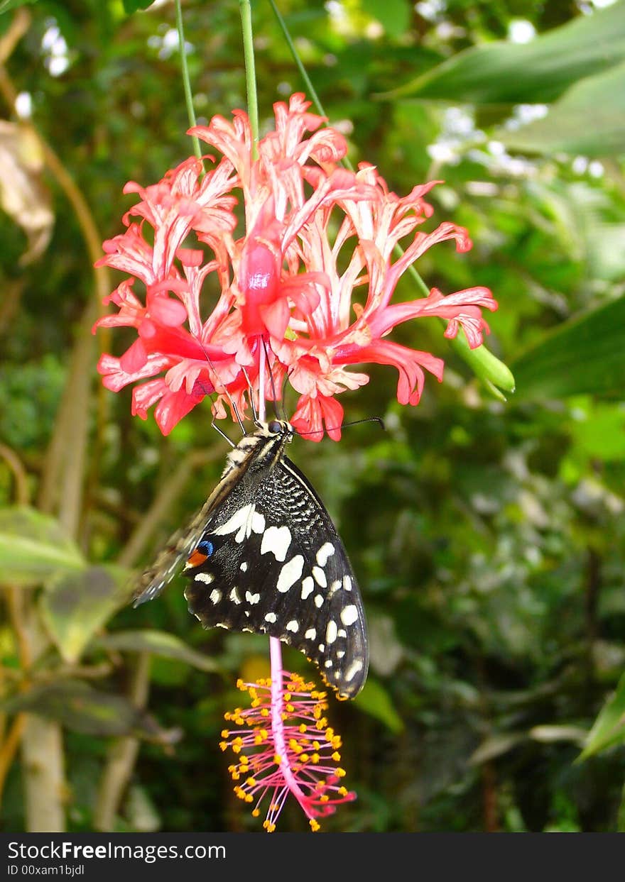 The black butterfly with red spot is sitting on the flower. The black butterfly with red spot is sitting on the flower.