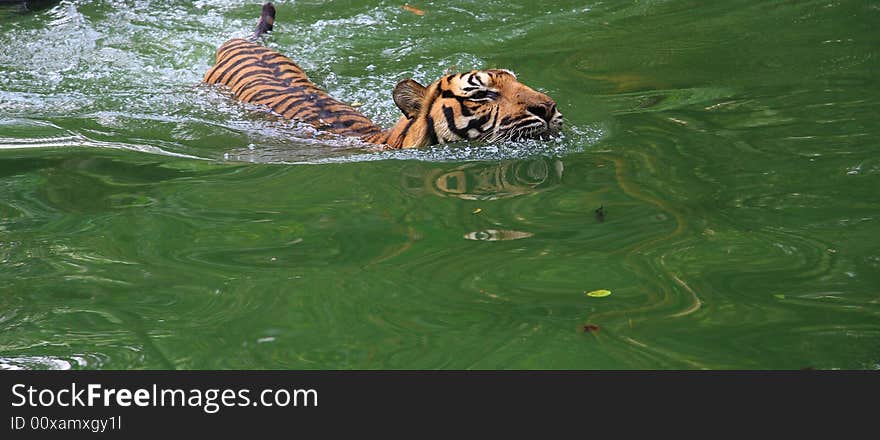 Tiger taking a swim in a hot afternoon