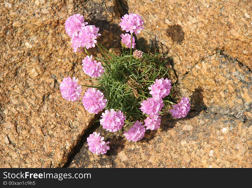 Wild pink flowers