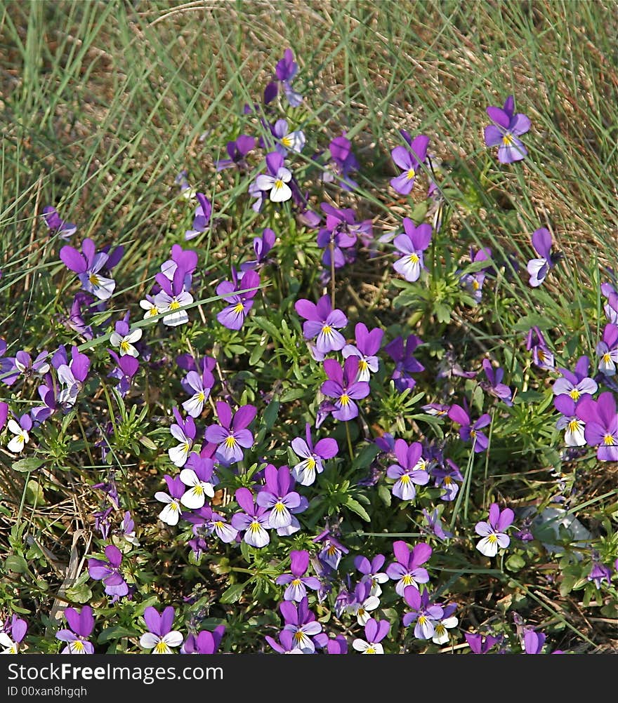 Small wild flowers