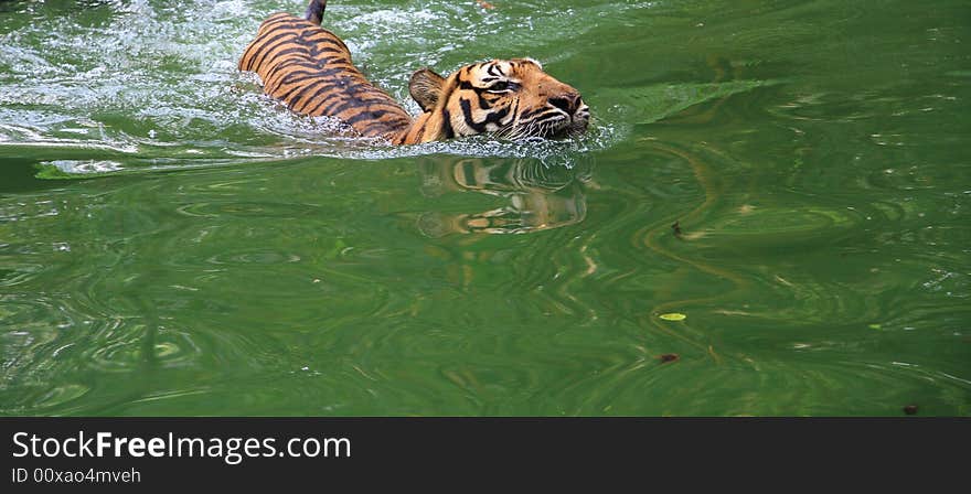 Tiger taking a swim in a hot afternoon