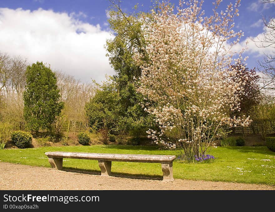 Bench under the tree in blossom